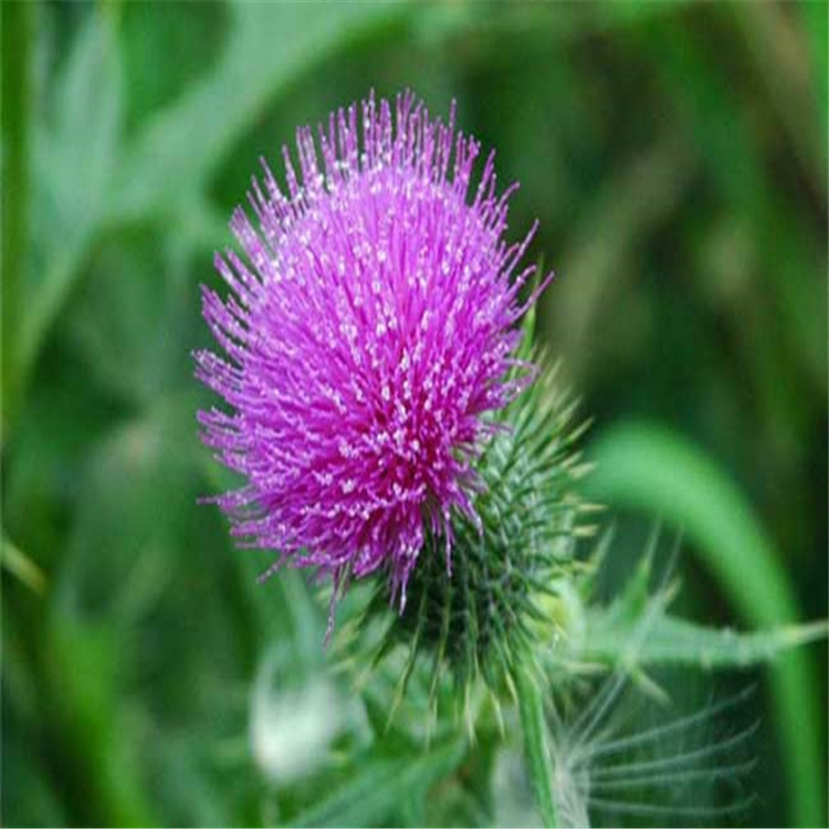 散装水飞蓟种子 奶蓟 老鼠筋 水飞雉 适合盐碱地沙滩地 植物