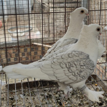 甘肃高飞鸽子一家3囗一对种鸽带一个小崽子,漂不漂亮 自己看_阿里巴巴