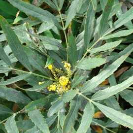 十大功劳狭叶 色块地被小叶狭叶十大功劳小苗绿化工程道路常绿绿