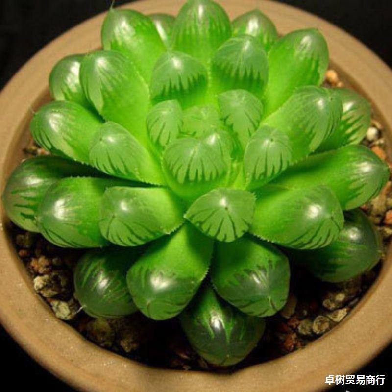 阳台种菜盆蔬菜种植专用箱超窄窗沿边长方形草莓花槽