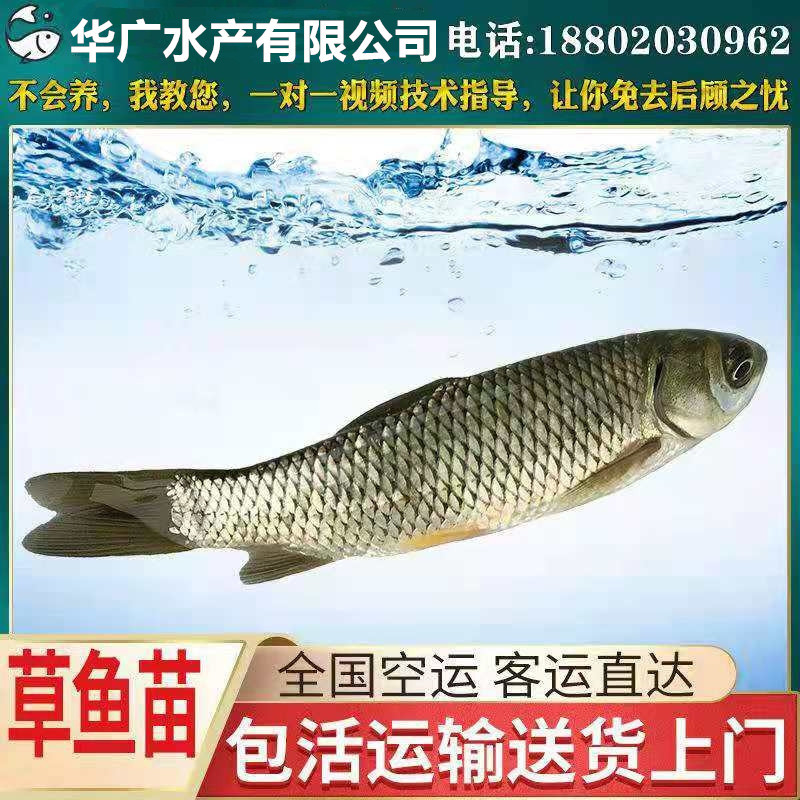7万个相似河南喜明金鱼养殖场承包各类园林水域的观赏鱼放养项目06