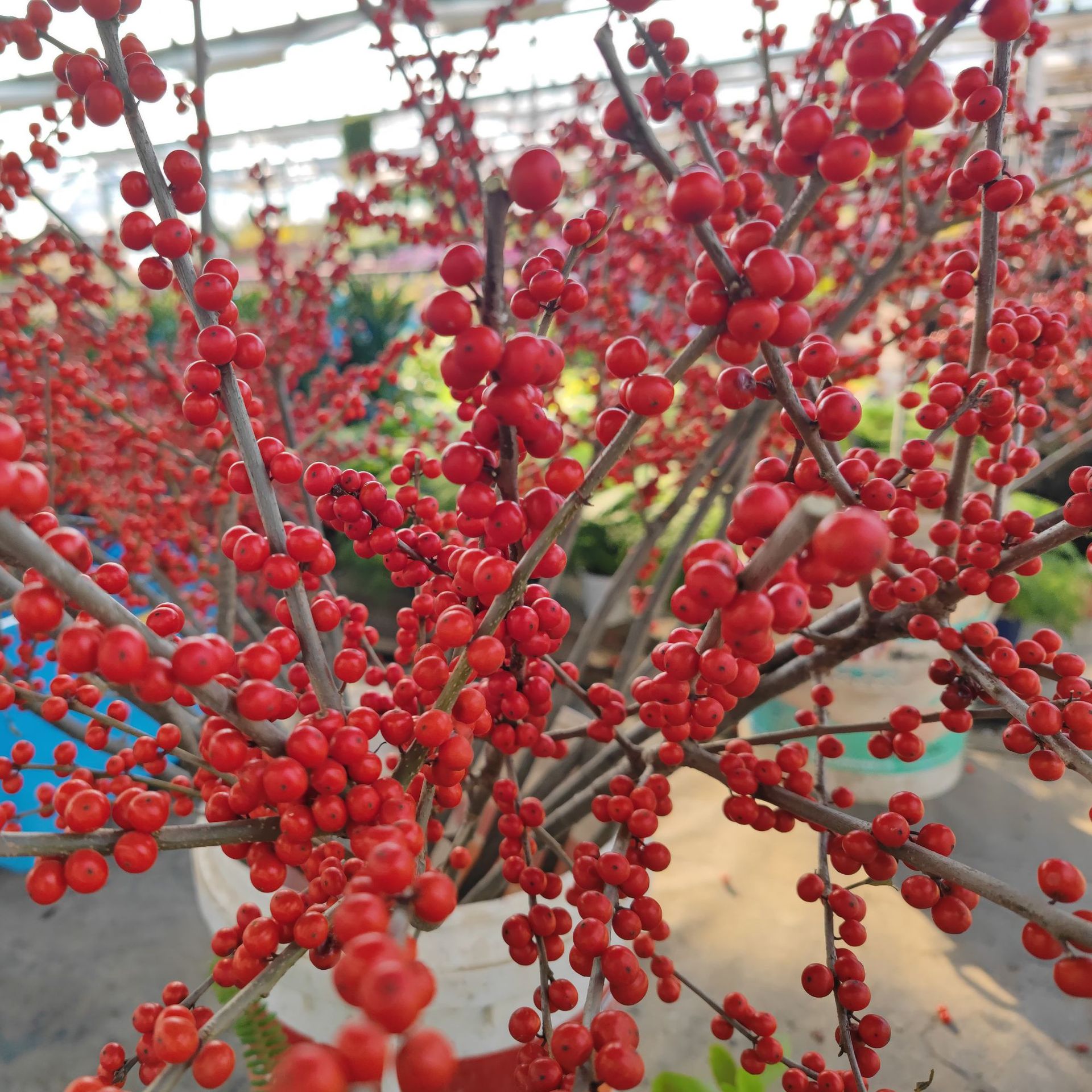 北美冬青枝条花苗冬红果年宵花卉盆景耐寒带红果可以鲜切花枝