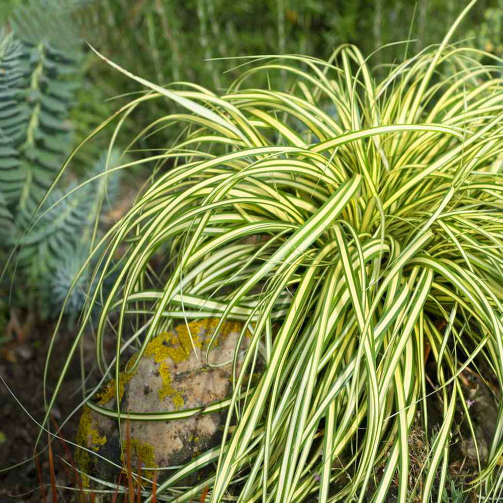 基地供应 金叶苔草园林绿化水生植物 湿地常绿植物 切花材料