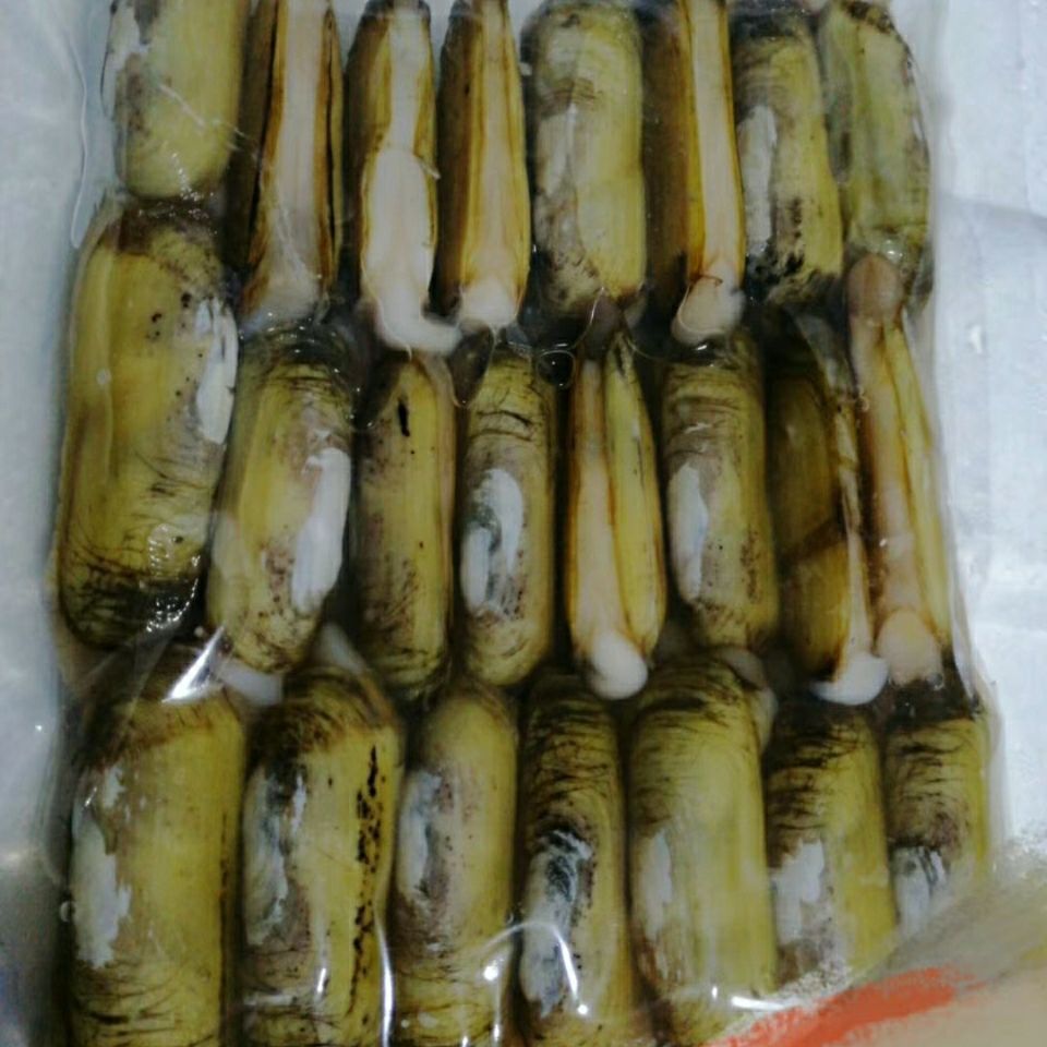 5斤包邮小人仙鲜活冷冻小人仙蛏子花甲蚬子贝类海鲜酒店食材