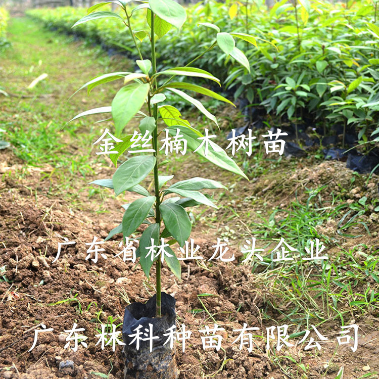 名贵树木奇楠沉香树大红酸枝树金丝楠木树海南黄花梨树小叶紫檀树