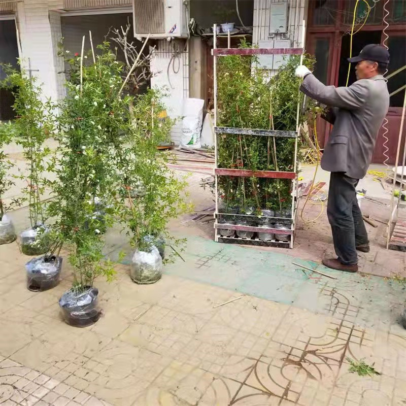 黄木香花苗爬藤植物攀援花卉盆栽四季常青黄白新甜蜜红木香花树苗