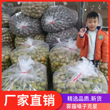 广西桂林特产永福罗汉果恒温烤干罗汉果茶特大果一件540个