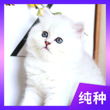 英国长毛猫金吉拉猫活体金吉拉幼猫幼崽纯种宠物猫活物波斯猫幼猫