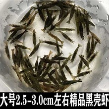 黑壳虾草缸清洁虾乌龟龙鱼饲料除藻虾观赏虾工具虾草虾活体虾米虾