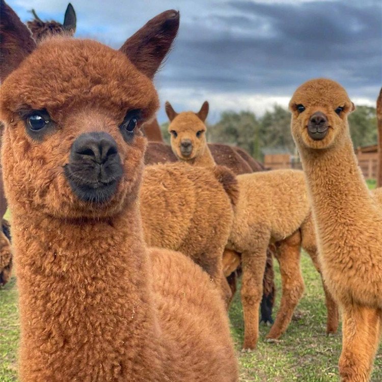散养成年萌宠杂交羊驼 景区观赏 绿色养殖易成活
