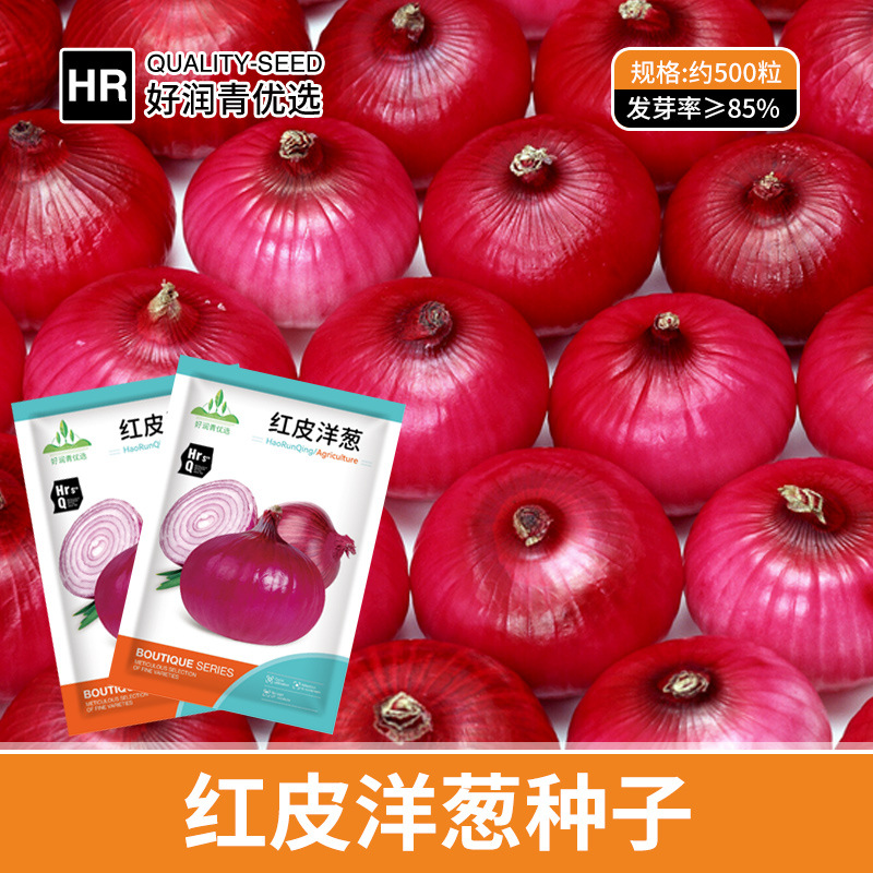 厂家批发红皮洋葱种子圆葱种籽葱头紫红皮皮牙子洋葱籽蔬菜种子