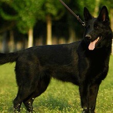 德国牧羊犬纯种幼犬高品质双血统黑背弓背黑背东德警犬狼狗宠物狗