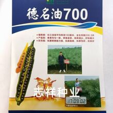 德名油700植株矮油菜种子杂交榨油油菜籽耐寒抗倒含油量51%