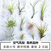 空气凤梨无土植物室内客厅桌面绿植盆栽花卉草花老人须红精灵多款