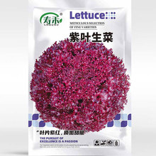 紫叶生菜种子耐热菜籽孑秋季紫色蔬菜种籽四季青菜大全阳台秋后冬