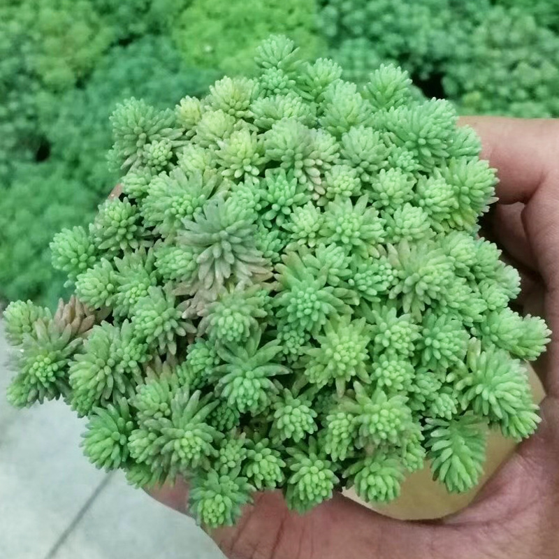 多肉植物薄雪万年草护盆草新款稀有贵货萌肉组合盆栽四季超大花卉