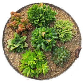 三角琉璃殿多肉植物三角琉璃莲多肉三角玉露大颗群生大棚种植