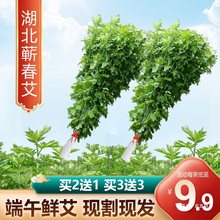 湖北蕲春端午节新鲜艾草挂门整棵艾叶野生艾草叶菖蒲驱蚊家用花束