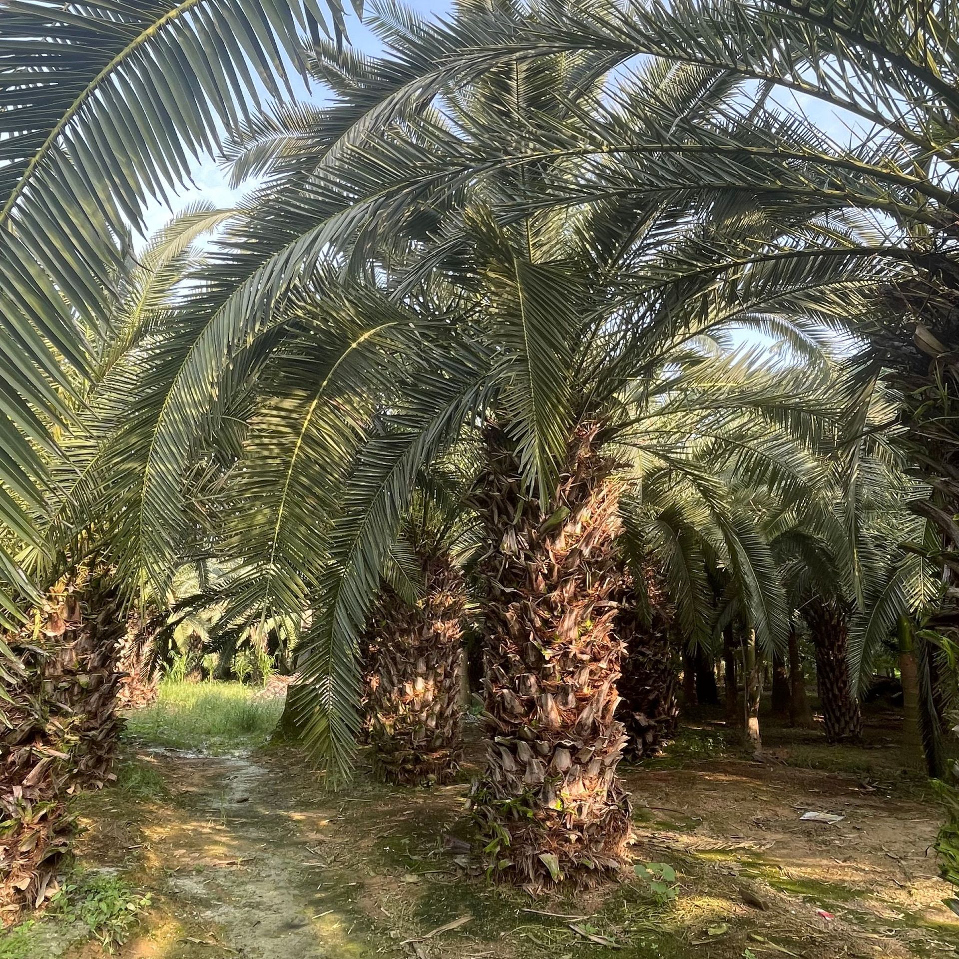 加拿利海枣福建批发 景区造景树热带植物棕榈树加拿利海枣3米杆