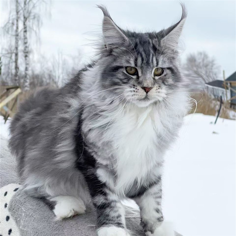 缅因猫巨型纯种银虎斑棕虎斑大体型挪威森林猫幼崽缅因猫幼猫活体
