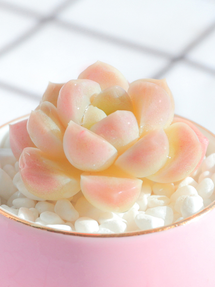 云南直发新款奶糖多肉植物室内桌面花卉盆栽稀有品种可爱肉肉绿植