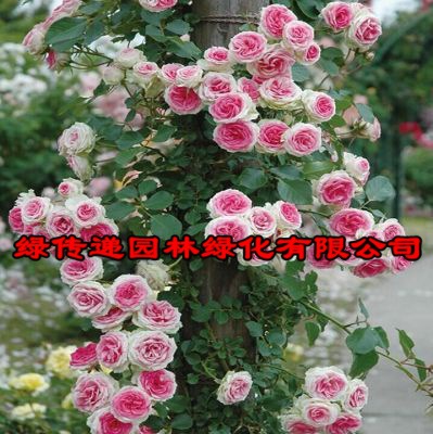 藤小伊 藤本月季玫瑰花苗蔷薇庭院阳台四季开花盆栽欧月-阿里巴巴