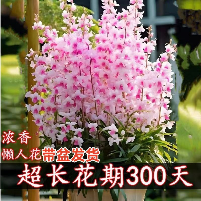 浓香重瓣风铃花四季开花地栽阳台绿植耐寒耐热南北方种植当年开花