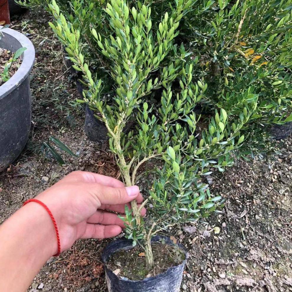 广东雀舌黄杨皱皮小叶黄杨苗高档造型名贵盆景树苗盆栽室内常青