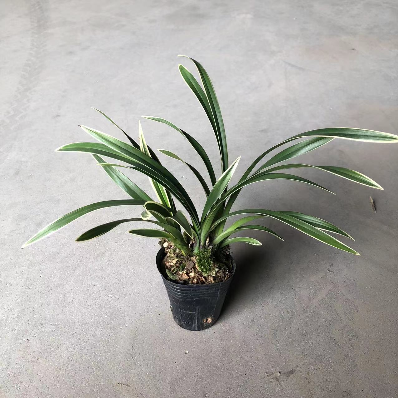 【基地直批】小银龙 兰花室内盆栽花卉观花兰花苗-阿里巴巴