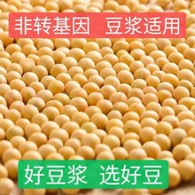 【豆浆专用】东北黄豆非转基因农家自种大豆生发豆芽10克/5斤批发