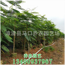 凤凰木移植苗 凤凰木树苗 福建基地批发 各种乔木 大量供应