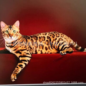 宠物猫咪幼猫活体猫孟加拉豹猫幼猫活体银豹猫咪雪豹幼崽活体批发