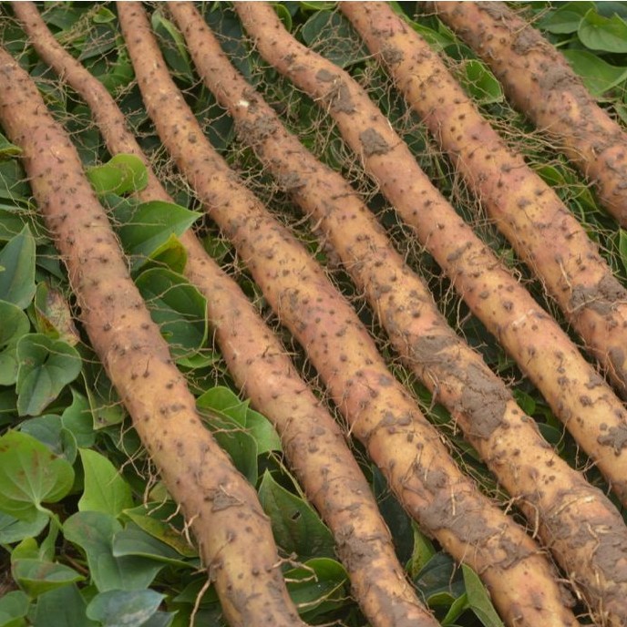 孝村铁棍山药新鲜铁杆怀山药淮山产地批发一件代发-阿里巴巴