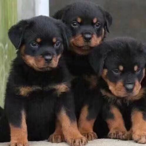 出售纯种罗威纳幼犬活体 罗威纳犬幼崽德系罗威纳 大型犬宠物狗