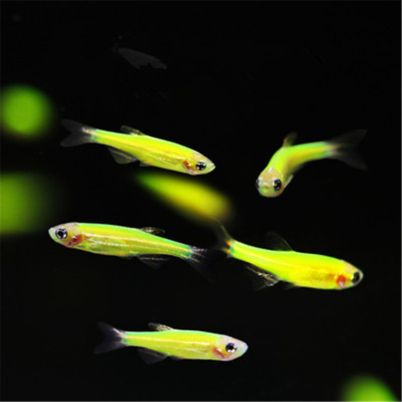 小型热带鱼观赏鱼青苹果斑马鱼荧光斑马鱼草缸群游鱼好养活体宠物