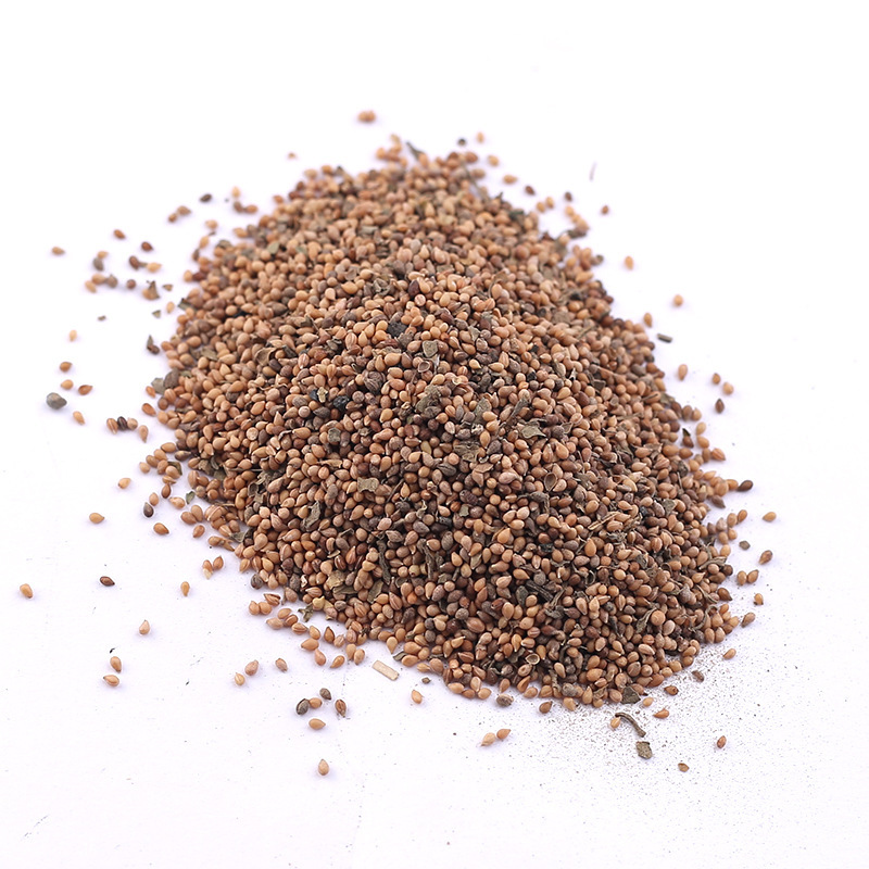 紫花地丁种子四季开花易种活的阳台盆栽绿植庭院花卉种子花海花籽