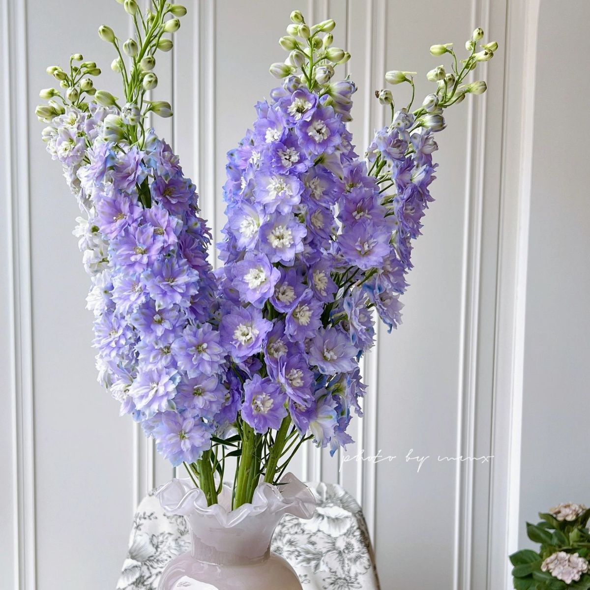 大飞燕鲜切花真花家居婚庆装饰大飞燕草花云南昆明鲜花基地批发