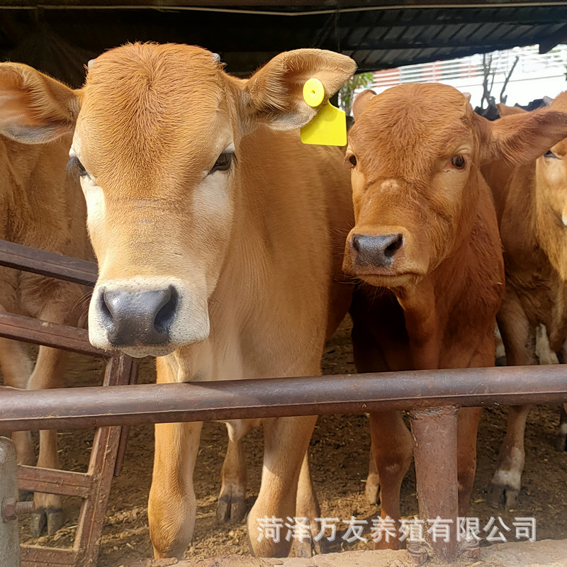 改良鲁西黄牛肉牛犊一头3个月左右200斤鲁西黄牛价格-阿里巴巴