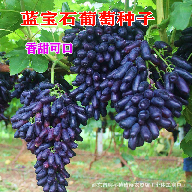 甜蜜蓝宝石葡萄树种子盆栽地栽 果树苗 南北方四季种植紫甜果