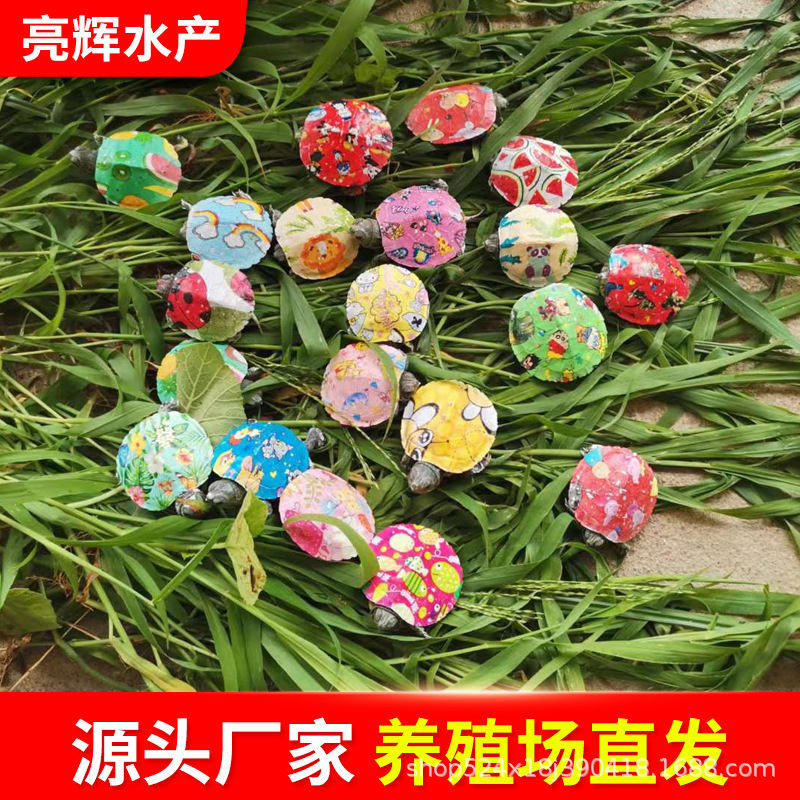 七彩小乌龟小龟彩色龟苗彩绘龟炫彩活体小龟代发摆地摊批发乌龟