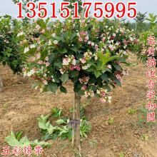 五彩锦带花树盆栽锦带苗别墅庭院耐寒大型风景树五彩锦带树苗花卉