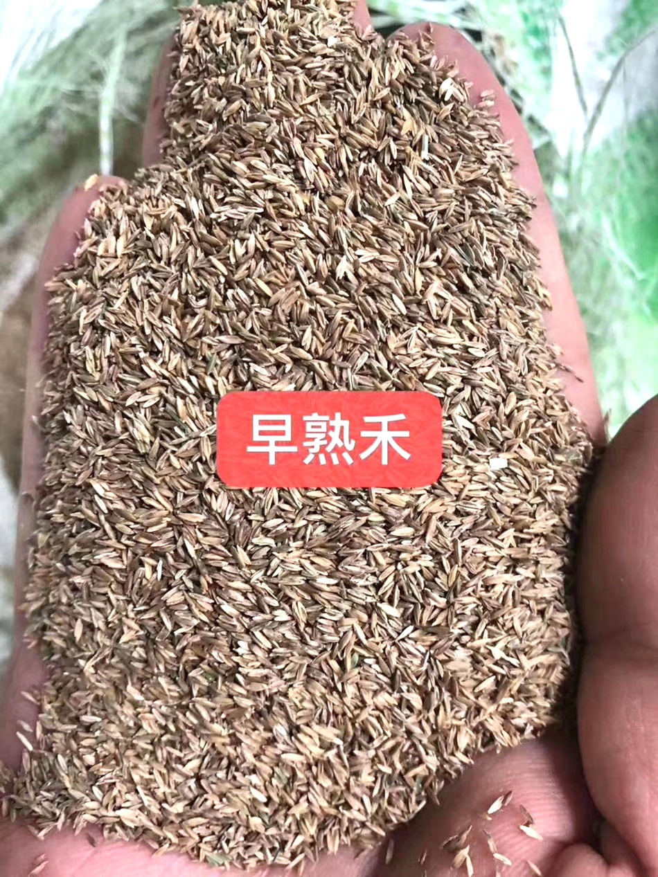 混播草种子 草坪草种子 高羊茅 狗牙根 剪股颖 白三叶黑麦草种籽