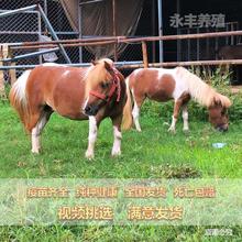 矮马活体纯种设特兰矮马迷你儿童骑乘马景区用宠物马德保矮马活体