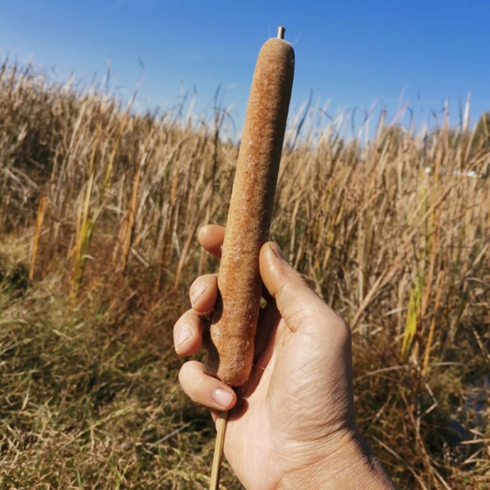 天然干花枝蒲棒干花 水蜡烛 居家餐桌茶几花瓶插花 文艺复古装饰