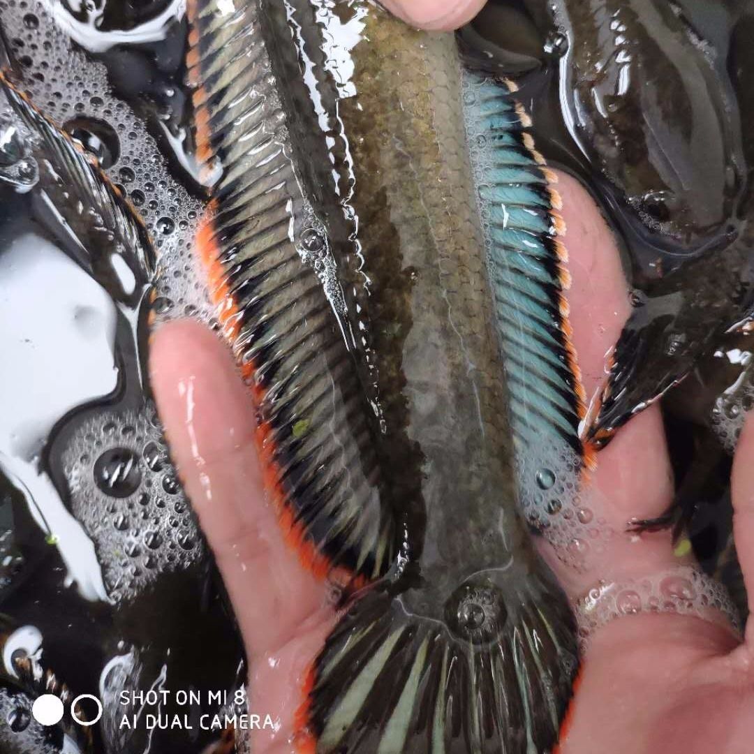 南鳢彩虹雷龙鱼七彩冷水鱼龙鱼淡水鱼观赏鱼活体凶猛彩虹雷龙包邮