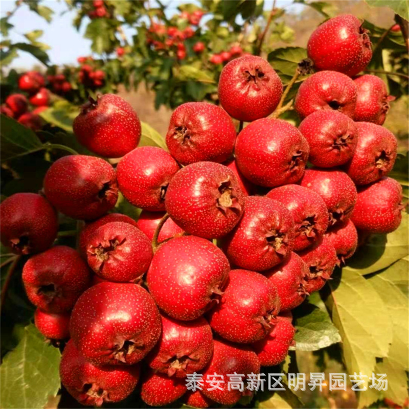 山东山楂果树苗种植基地 大棉球 甜红子大金星山楂树苗报价-阿里巴巴