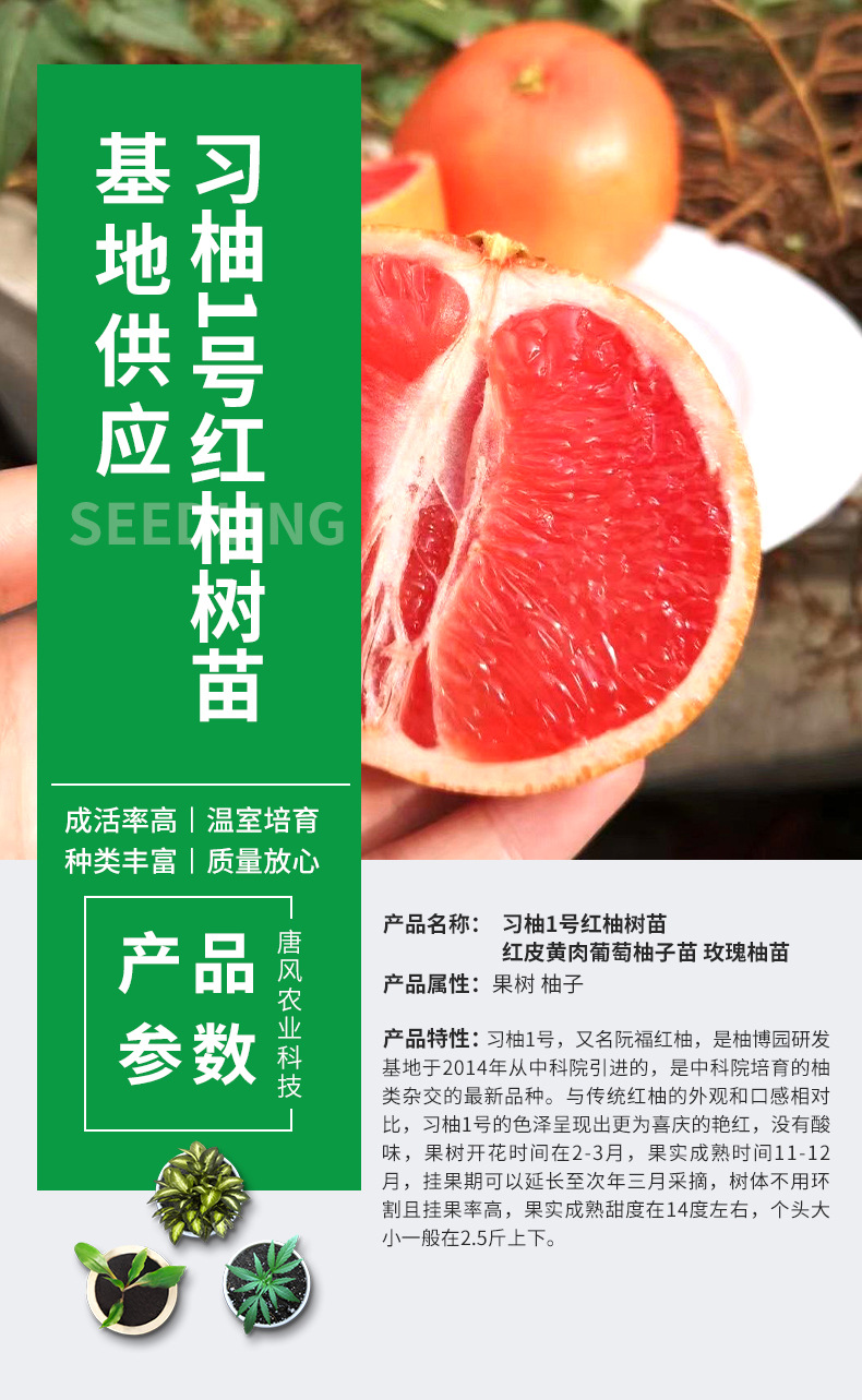 基地批发习柚1号红柚树苗 红皮黄肉葡萄柚子苗 玫瑰柚子果树苗