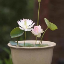 碗莲种藕微型小荷花块根茎带芽苞水生植物迷你莲花苗室内外花卉