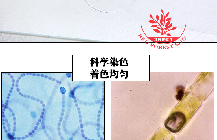 囊)16,轮藻15,硅藻14,紫菜装片13,狐尾藻装片12,水绵接合生殖装片11