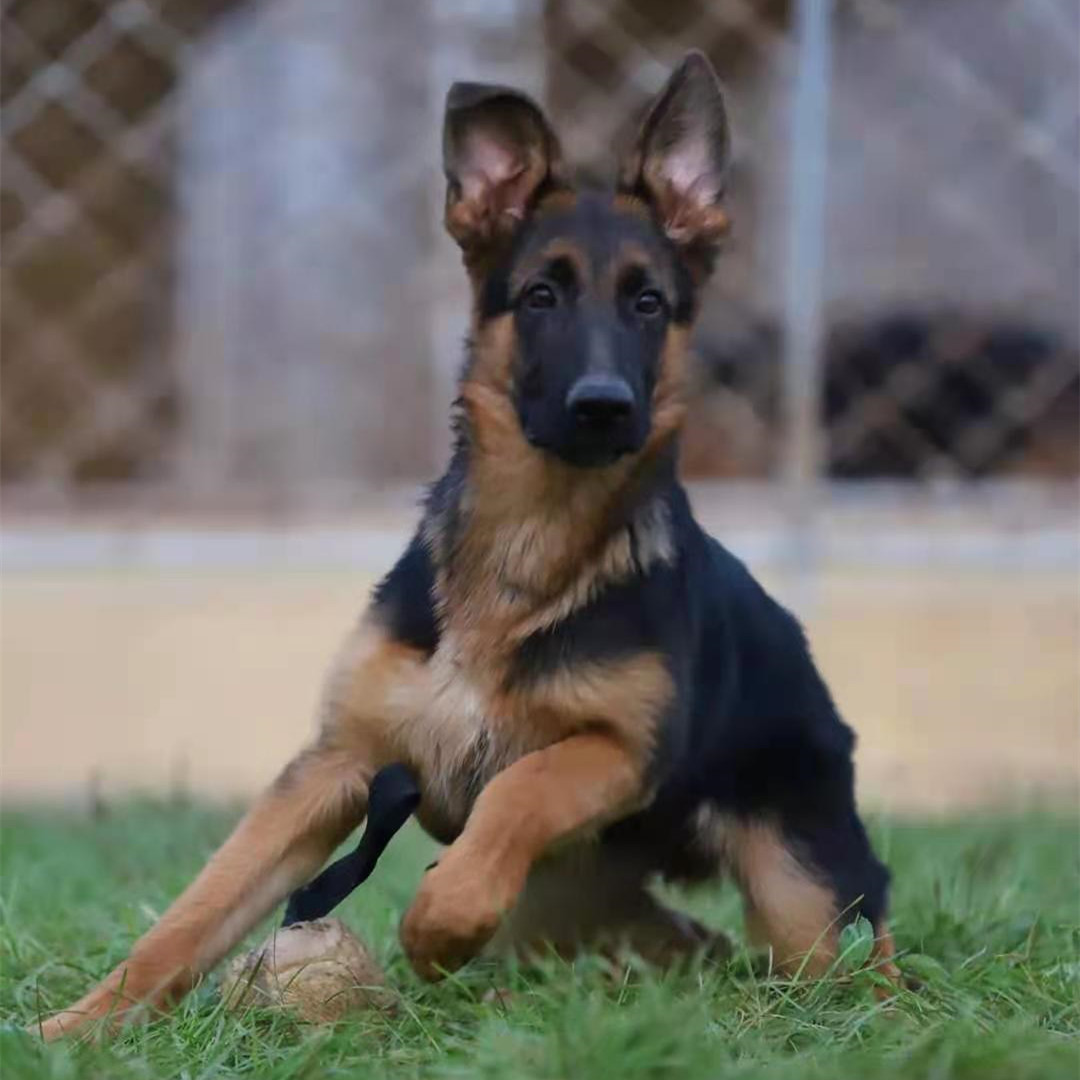 出售德国牧羊犬活体幼犬放牧牛羊犬看家护院犬德国牧羊犬德牧狼狗